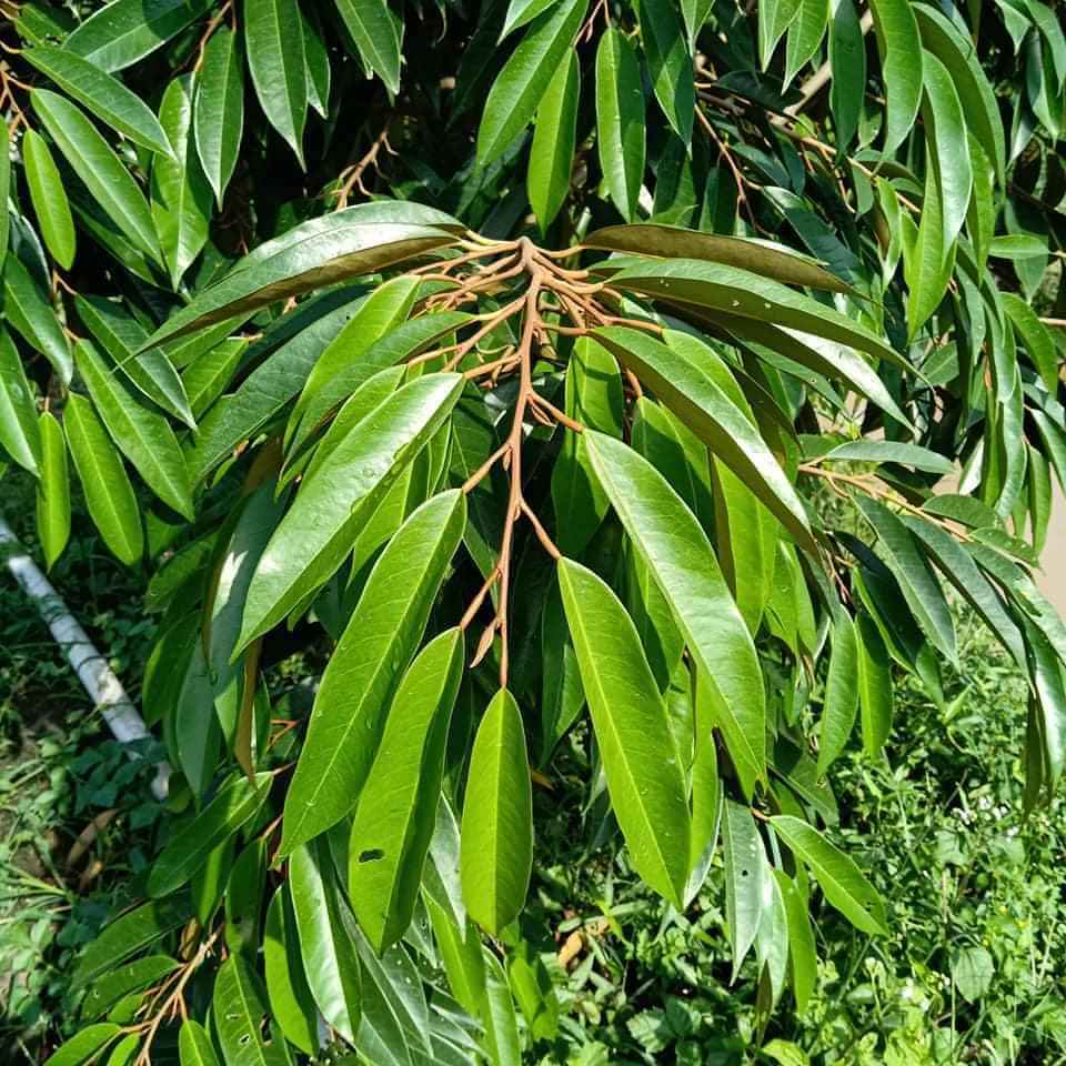 Dưỡng cây - Dưỡng rễ