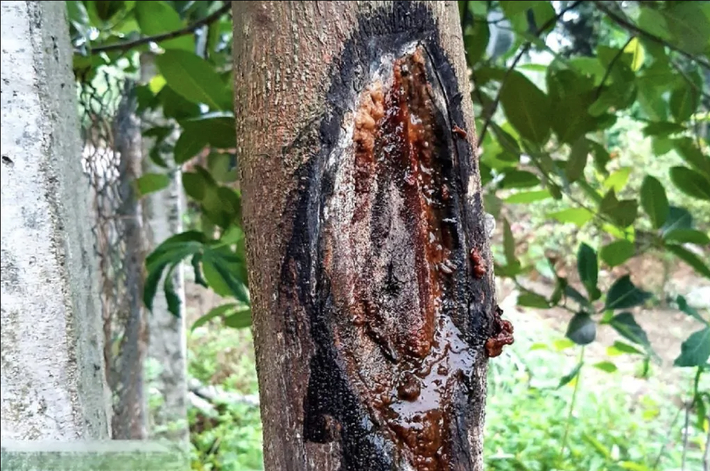 Trừ nấm bệnh sinh học